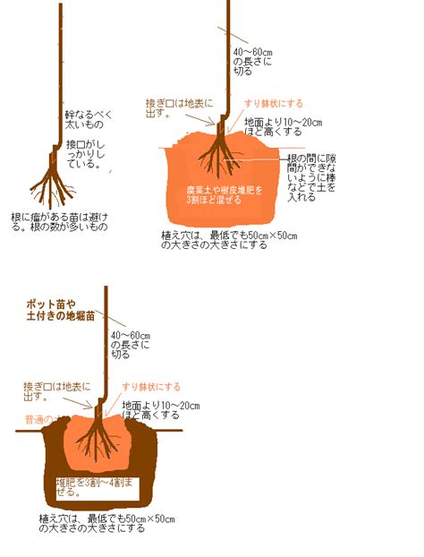 樹根位置|樹木の根の特性と植え方